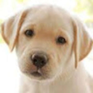 Meet your Posher, Brady